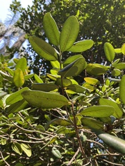 Pimenta racemosa