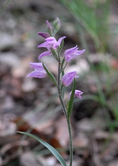 Cephalanthera rubra
