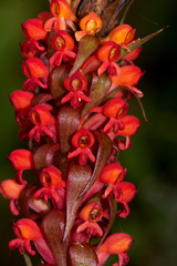 Satyrium coriophoroides image