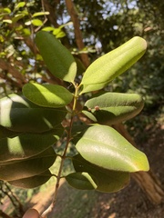 Pimenta racemosa
