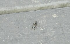 Laphystia litoralis