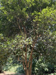 Pimenta racemosa