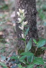 Cephalanthera damasonium