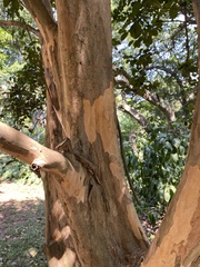 Pimenta racemosa