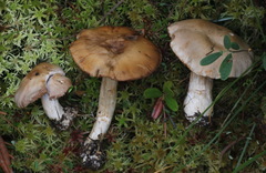 Cortinarius quarciticus