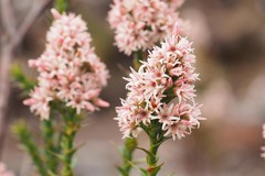 Sprengelia incarnata