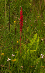 Satyrium coriophoroides image