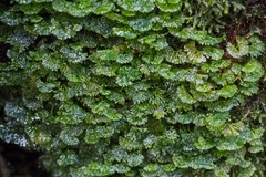 Hymenophyton flabellatum