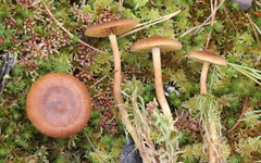 Cortinarius tubarius