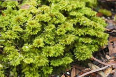 Hypnodendron