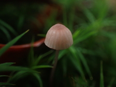 Mycena rosella