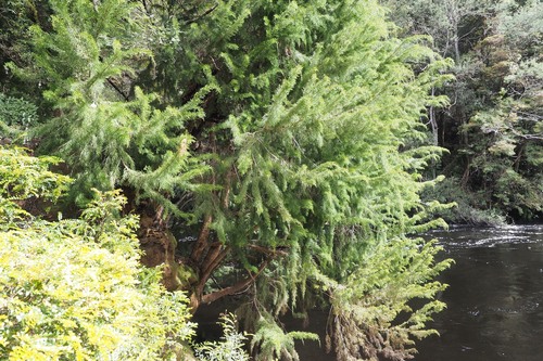 Huon pine (Lagarostrobos franklinii)