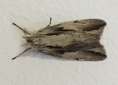 Ecnomodes sagittaria