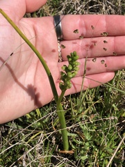 Microtis arenaria