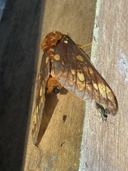 Citheronia equatorialis