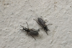 Scatopsidae