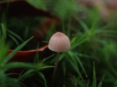 Mycena rosella
