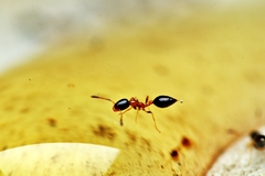 Monomorium floricola