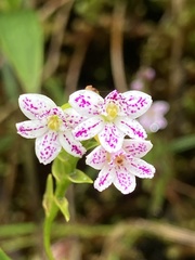 Epidendrum fimbriatum