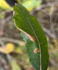 Phyllonorycter