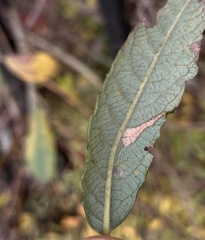 Phyllonorycter