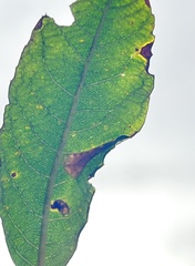 Phyllonorycter