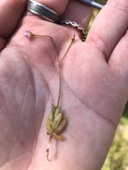 Enchylaena tomentosa