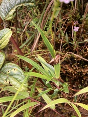 Epidendrum fimbriatum
