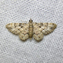 Gymnoscelis lophopus