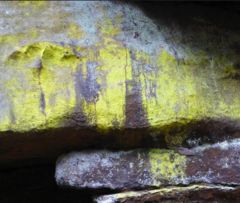 Chrysothrix chlorina