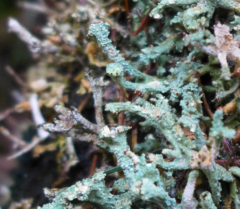 Cladonia polydactyla