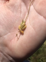 Enchylaena tomentosa