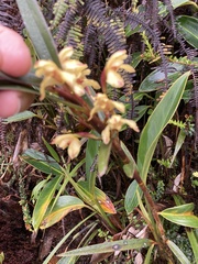 Maxillaria embreei