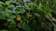 Pavonia sepium