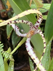 Maxillaria speciosa