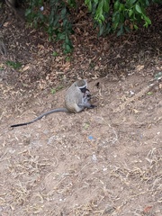 Chlorocebus pygerythrus