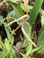 Maxillaria speciosa