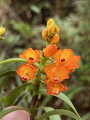 Elleanthus aurantiacus