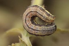 Pyrrhia umbra