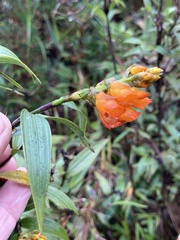 Elleanthus aurantiacus