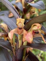 Maxillaria erecta