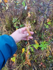 Gentiana macrophylla