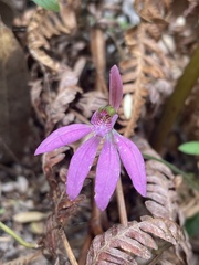 Caladenia porphyrea