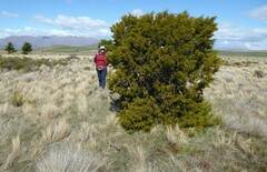 Halocarpus bidwillii