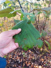 Alnus hirsuta