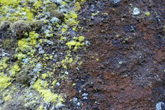 Chrysothrix chlorina