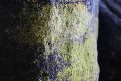 Chrysothrix chlorina