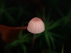Mycena rosella
