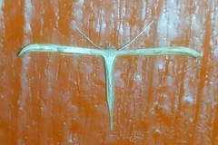 Emmelina monodactyla