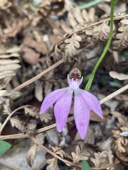 Caladenia porphyrea